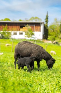 A black sheep with its lamb grazing peacefully on a green meadow in front of a farm, Sindelfingen,