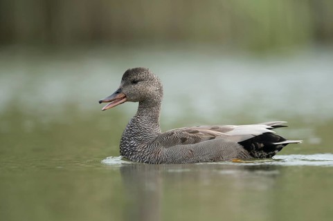 Gadwall (Mareca strepera) male, North Rhine-Westphalia, Germany