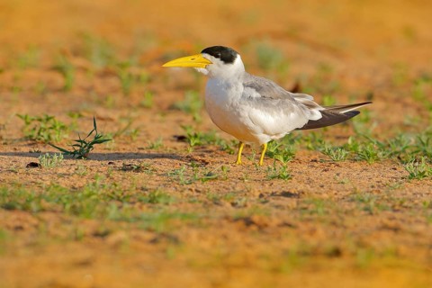 Large-billed tern, Phaetusa simplex, in river sand beach, Rio Negro, Pantanal, Brazil. Skimmer