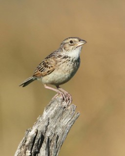 Horsfield's Bush Lark (Mirafra javanica) perched on a branch, Victoria, Australia
