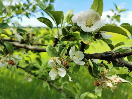 White apple blossoms (malus) on a branch in an idyllic landscape, hiking on the Rennsteig,