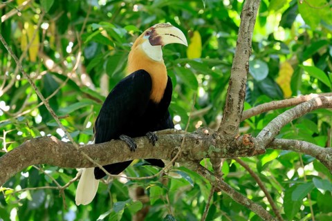Papuan Hornbill (Rhyticeros plicatus), adult, male, on tree, alert, Southeast Asia