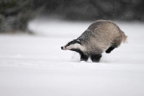 Badger in the snow, Wittlich, Rhineland-Palatinate, Germany