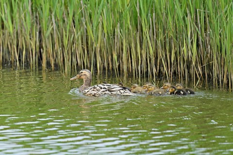 Mallard (Anas platyrhynchos), female with newly hatched chicks swimming, Texel, West Frisian