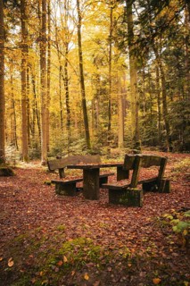 Wooden benches surrounded by autumnal trees in the forest, Calw, Black Forest, Germany