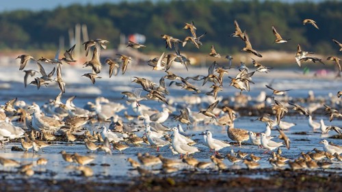 Limicolas, snipe birds and gulls on the beach of the Baltic Sea, Baltic Sea holiday, foraging