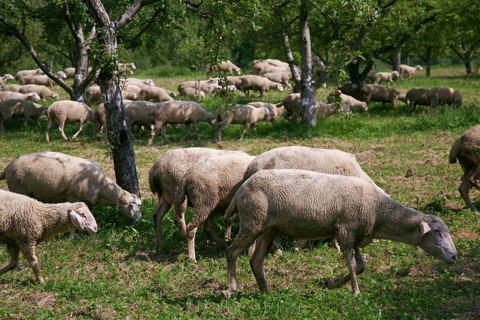 Sheep (Ovis), Dettinger Kirschenweg and Kirschenheimat, cherry growing tradition in the Erms