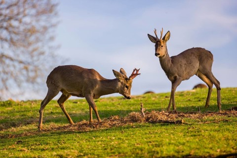 A roebuck (Capreolus capreolus) sweeps his antlers on the ground, a second roebuck is grazing