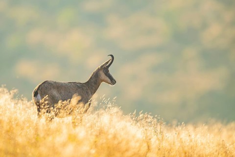 Chamois (Rupicapra rupicapra) on a meadow in the morning sun in the Vosges Mountains, wildlife,