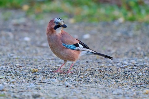 Eurasian Jay standing attentively on gravel, fluffy colourful appearance, jay (Garrulus