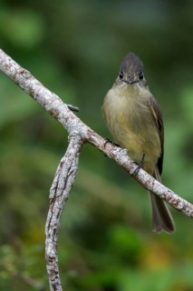 Crescent-eyed Pewee (Contopus caribaeus) perched on a branch in Cuba