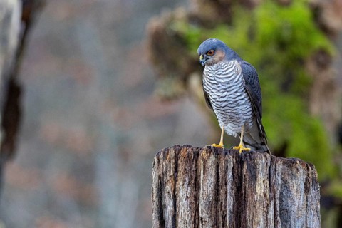 Sparrowhawk (Accipiter nisus) ml Germany