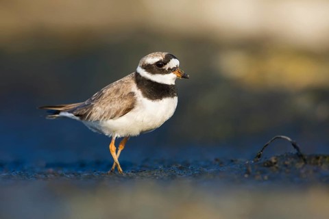 Common Ringed Plover (Charadrius hiaticula) foraging, Poland