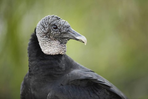Black Vulture (Coragyps atratus), Florida, USA