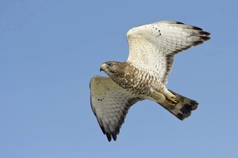 Broad-winged Hawk (Buteo platypterus) flying, Texas, USA