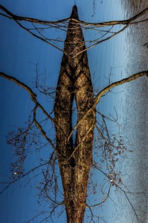 Trees are reflected in Schlachtensee, Zehlendorf, Berlin, Germany