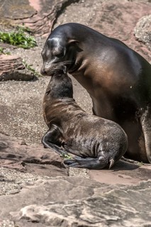 Harbour seal with pup (Phoca vitulina), Nuremberg Zoo, Middle Franconia, Bavaria, Germany