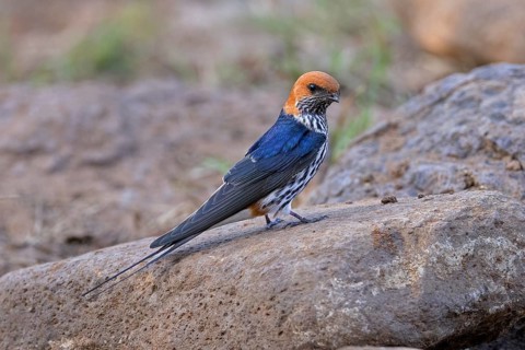 Lesser Striped Swallow (Cecropis abyssinica), South Africa