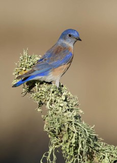 Western Bluebird (Sialia mexicana) male perched on a branch, California, USA