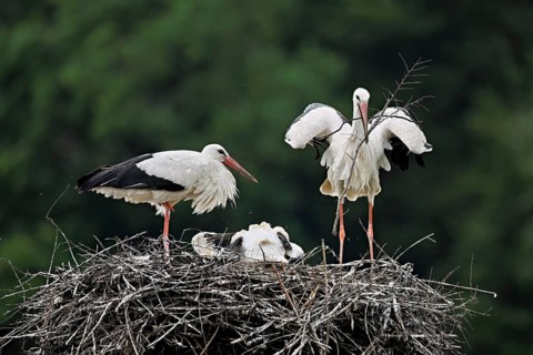White stork (Ciconia ciconia), pair with nesting material in beak with two chicks standing on