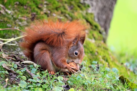 Squirrel (Sciurus vulgaris), adult, in a meadow, eating, with food, walnut, Mannheim, Germany