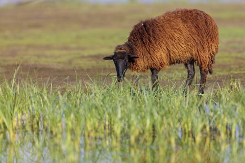Greek sheep, sheep, brown, brown, (Ovis graecae), island of Lesbos, animals, sheep, mammals,