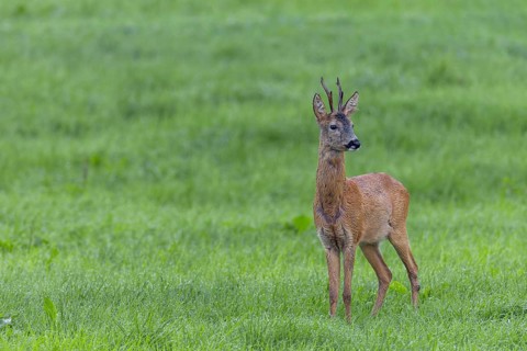 An old roebuck (Capreolus capreolus) in the leafing season, rutting season, mating season, August,