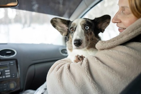 A woman shares a warm, cozy moment with her dog, a multi colored eye Border Collie, as they sit in