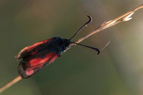Thyme ram, transparent burnet, zygaena purpuralis, blood droplets, butterfly, high size, portrait