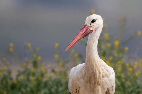 White Stork (Ciconia ciconia), Spain