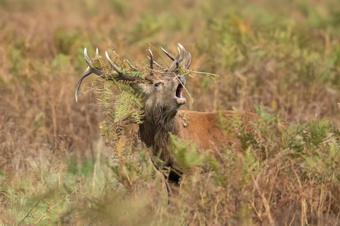 Red deer (Cervus elaphus) adult male stag roaring during the rutting season in autumn with Bracken