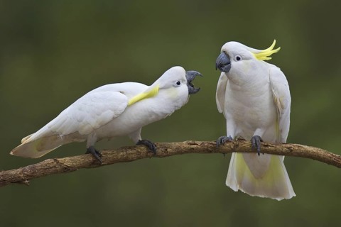 Sulphur-crested Cockatoo (Cacatua galerita) pair, Victoria, Australia