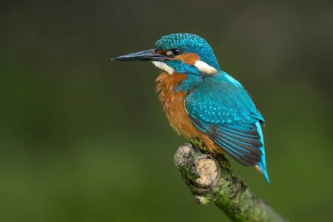 Common Kingfisher (Alcedo atthis) male perched on a branch, Lower Saxony, Germany