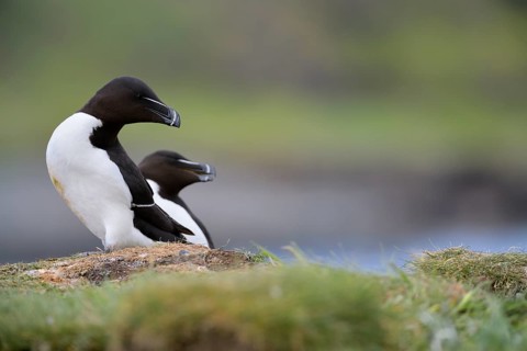 Razorbill (Alca torda islandica), Scotland, United Kingdom
