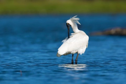 Little Egret (Egretta garzetta) preening, Victoria, Australia