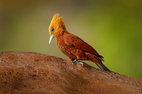 Chestnut-coloured Woodpecker, Celeus castaneus, brawn bird with red face from Costa Rica.