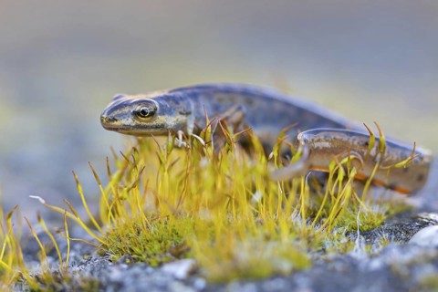 Pond newt, (Lissotriton vulgaris), Triturus vulgaris, animals, amphibians, amphibian family,