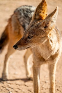 Black-backed jackal (Canis mesomelas), Kgalagadi Transfrontier National Park, Northern Cape, South