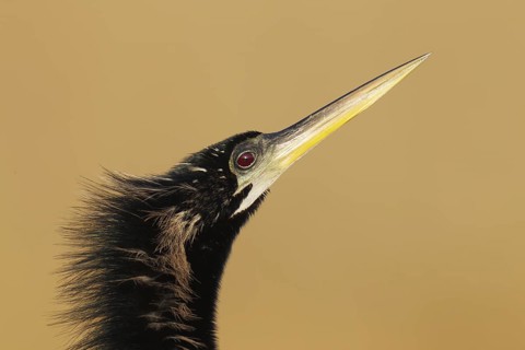 Anhinga (Anhinga anhinga), Florida, USA