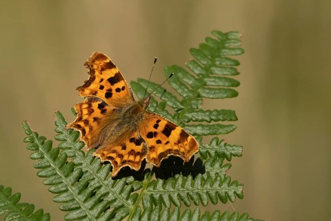 Comma butterfly (Polygonia c-album) adult insect resting on a Bracken plant leaf in the summer,