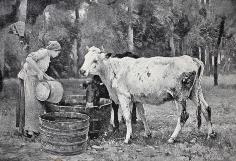 On the pasture, maid brings water for the cows and pours it into a tub, Agriculture around 1880,