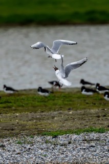Arguing and fighting black-headed gulls (Larus ridibundus), Texel, Netherlands