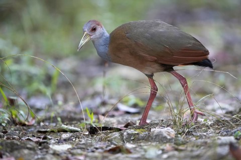 Rufous-naped Wood Rail (Aramides albiventris albiventris), Peten, Guatemala