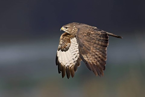 Common buzzard (Buteo buteo), in flight, Switzerland