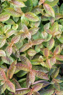 Weigela (Weigela 'Wings of Fire'), BS Sämann, Germany