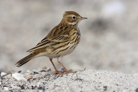 Meadow Pipit (Anthus pratensis), Germany