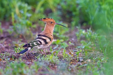 Hoopoe (Upupa epops) Foraging on the ground, alert, adult bird, Bird of the Year 2022, Middle Elbe
