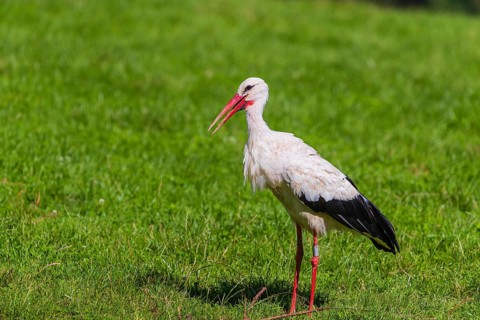 One white stork (Ciconia ciconia) looks for food on green meadow