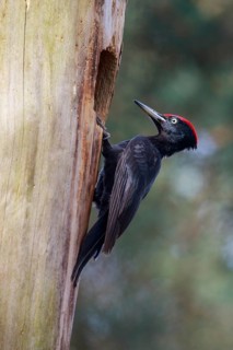 Black Woodpecker (Dryocopus martius) male at nest cavity, Netherlands