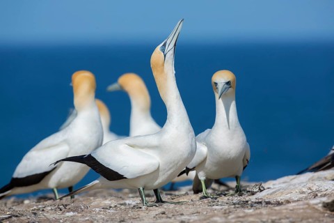 Australasian Gannet (Morus serrator), Victoria, Australia